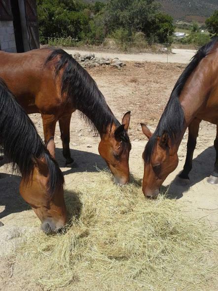 Ferme La Canardiere Casta